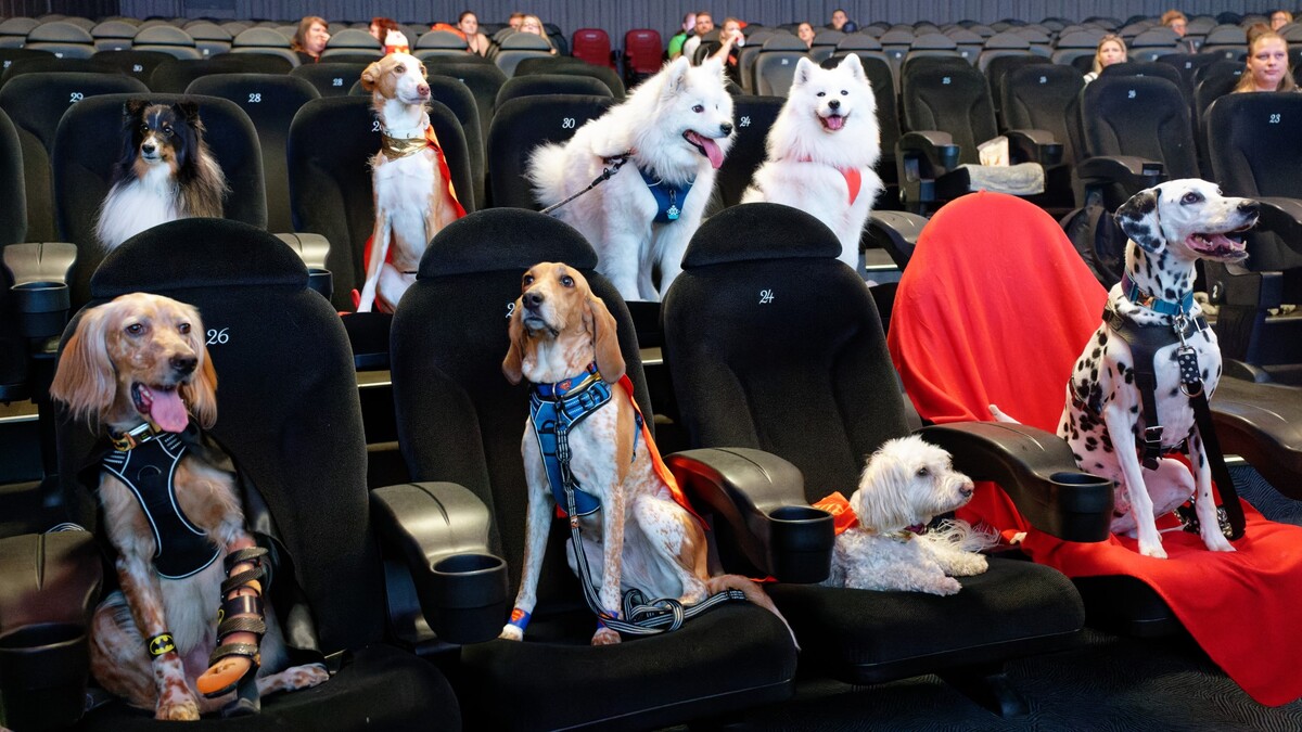 Питомцам показали кино: как «собачий» сеанс побил мировой рекорд