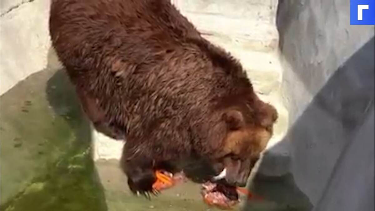 Медведей из Московского зоопарка охлаждают рыбалкой и ледяным тортом