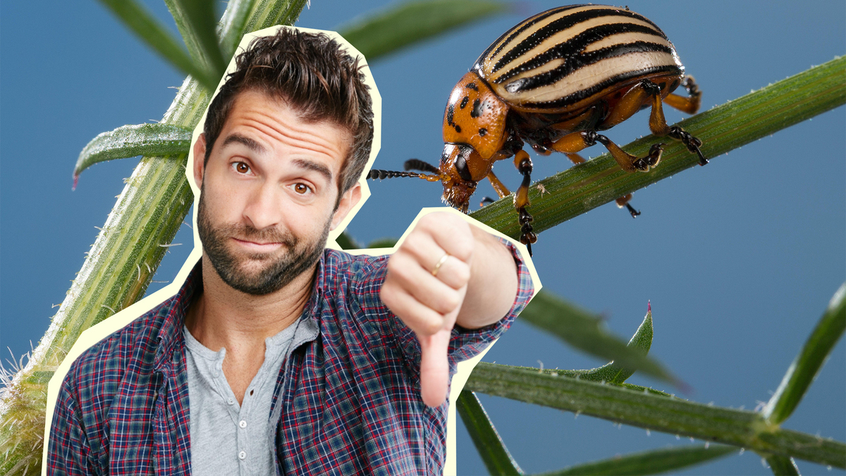 Для колорадского жука эти «отравы» — маленькая неприятность: только зря тратите время