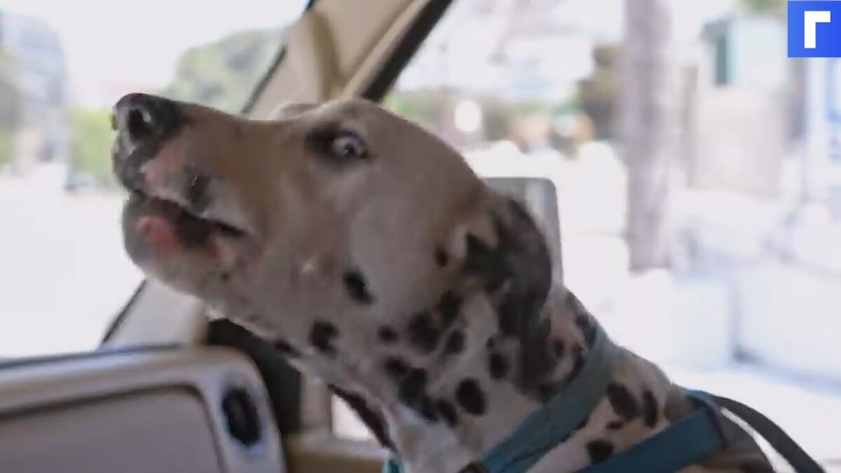 Netflix выпустил трейлер реалити-сериала о звездных домашних животных