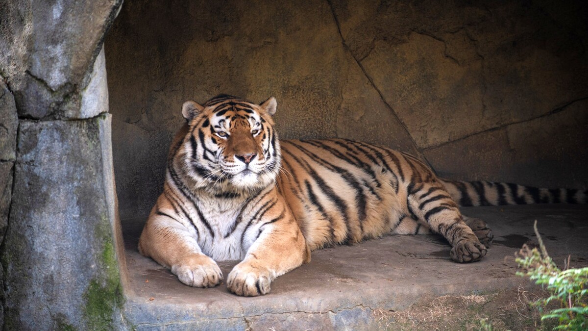В США не сумели спасти от ковида русского тигра