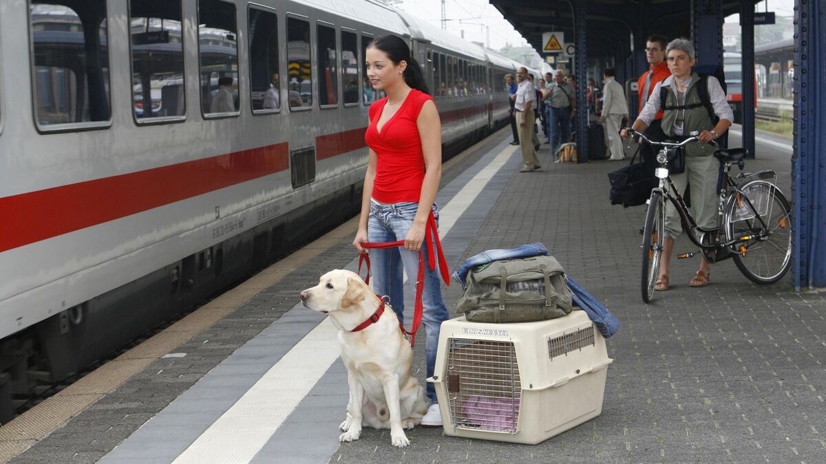 С 1 сентября пассажиров РЖД ждут перемены: теперь собаку просто так не провезти