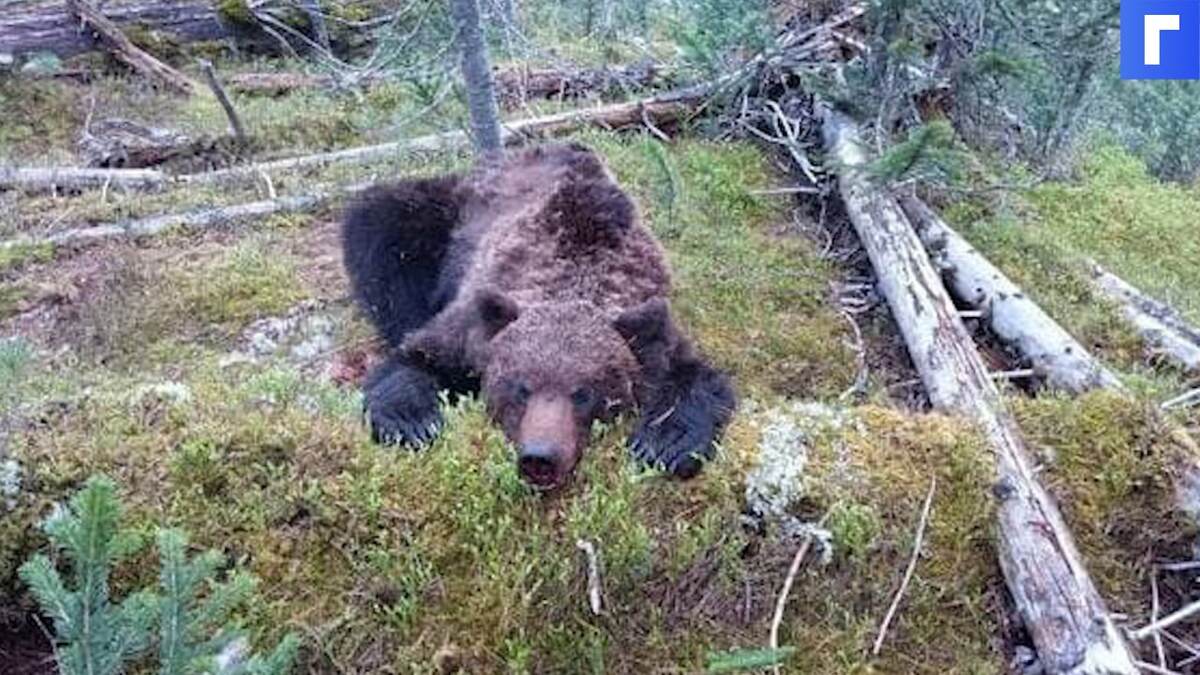 В Красноярском крае медведь насмерть задрал подростка