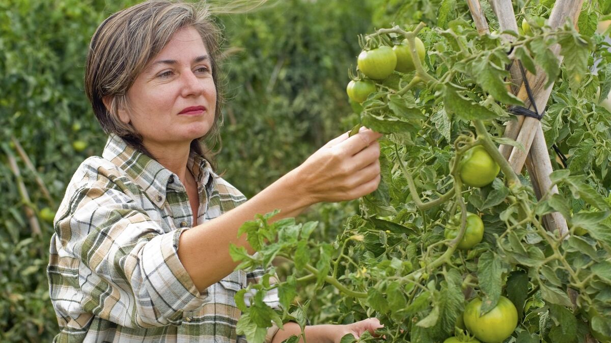 В СССР зеленые томаты собирали с кустов не зря: дачники знали, что делали