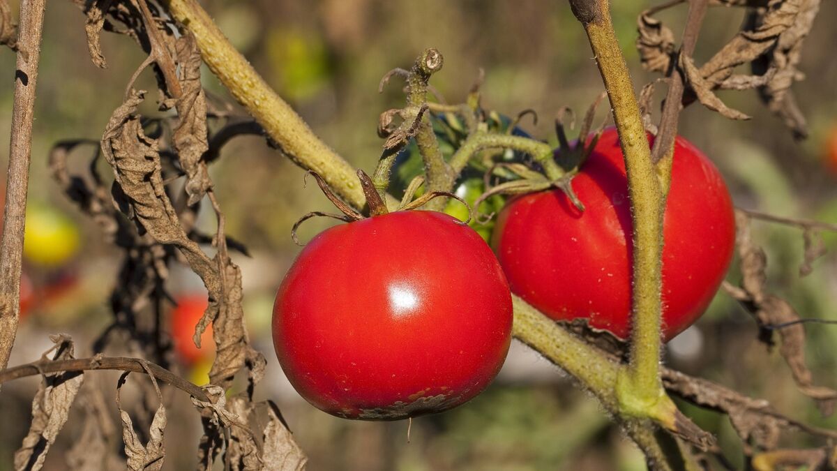 После больных томатов обработайте почву вот чем: не дайте погибнуть будущим посадкам