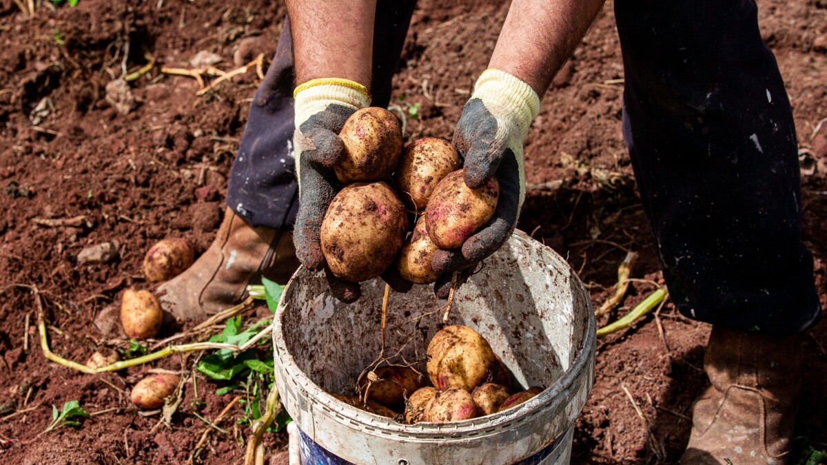 Урожай будет отменным: как часто нужно окучивать картофель