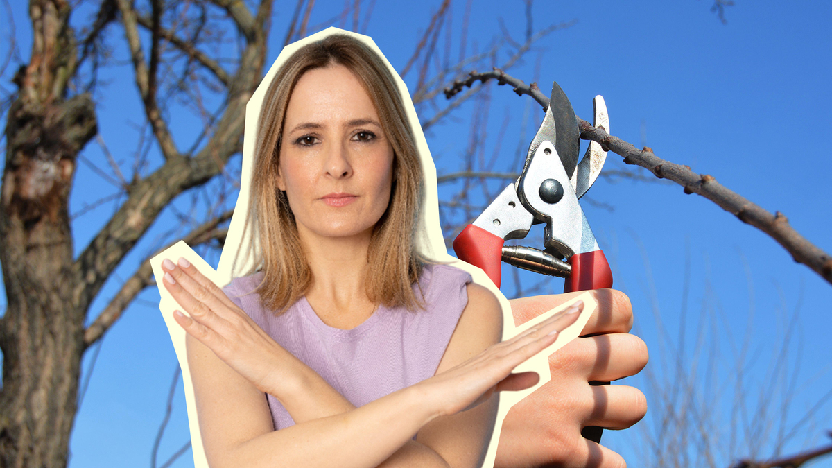 Так плодовые деревья обрезать нельзя: ошибка будет стоить вам всего урожая