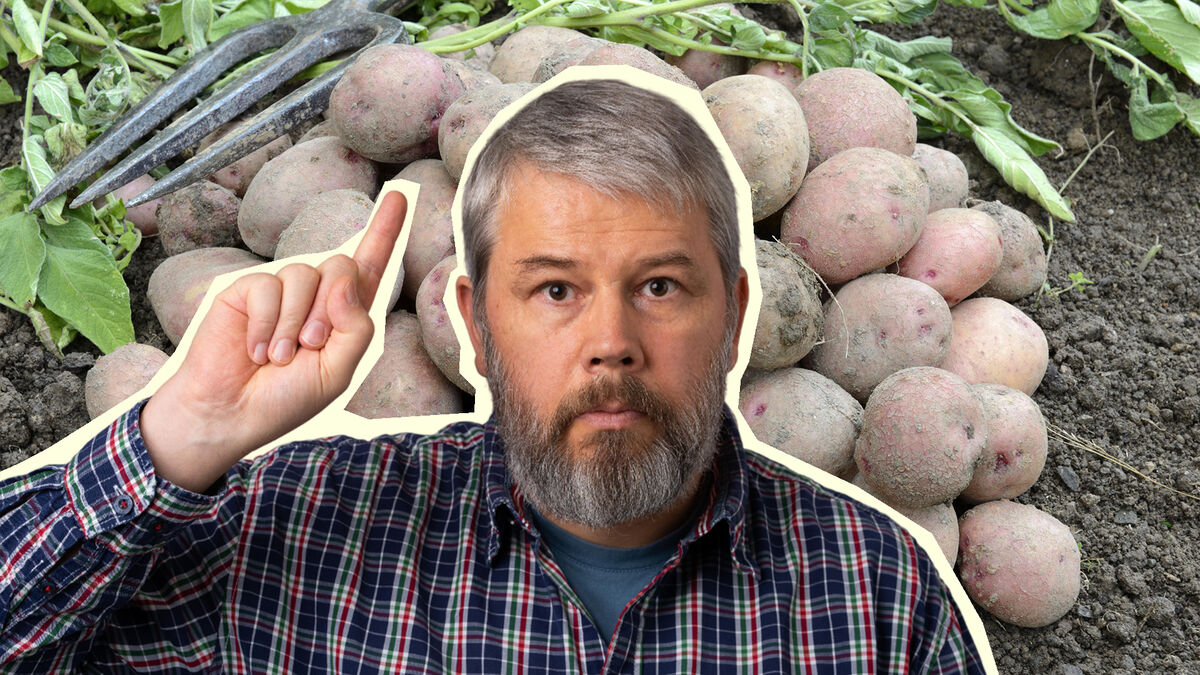 Так в России хранили картофель 120 лет назад: для современных дачников это дикость