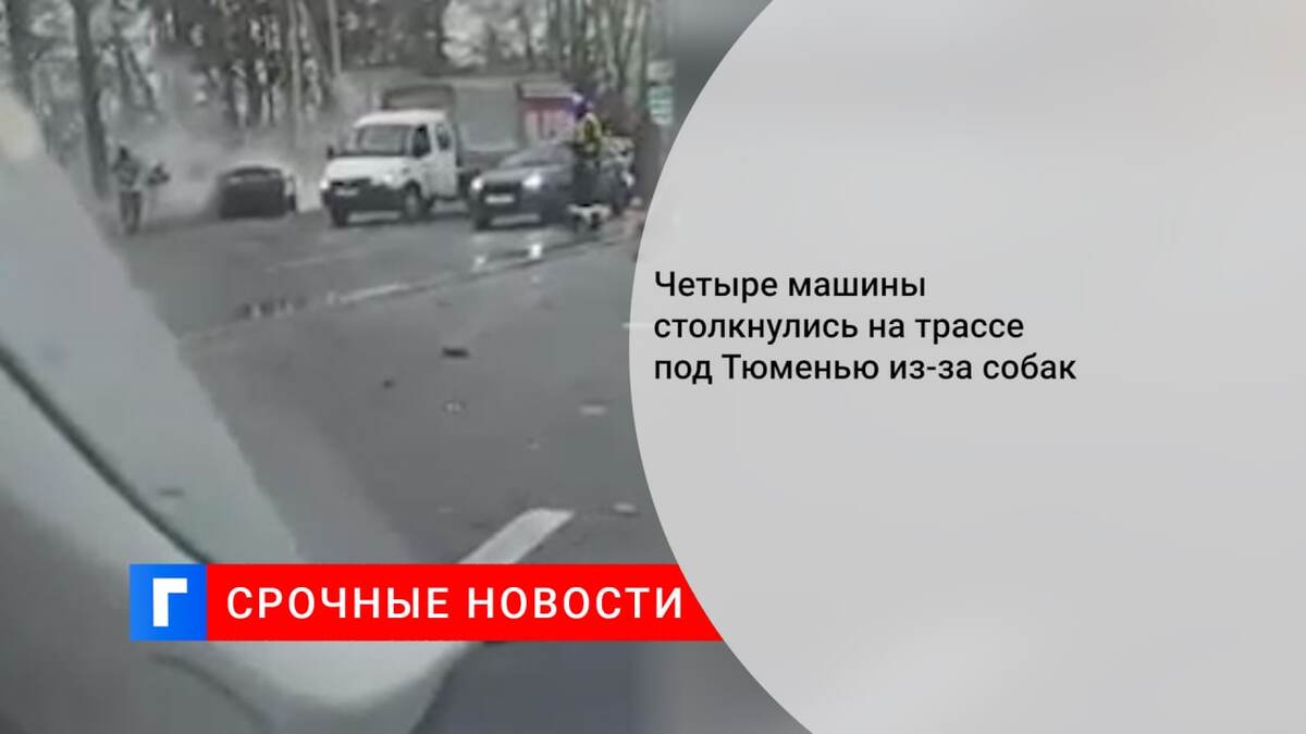 Четыре машины столкнулись на трассе под Тюменью из-за собак Четыре машины столкнулись на трассе под Тюменью из-за собак