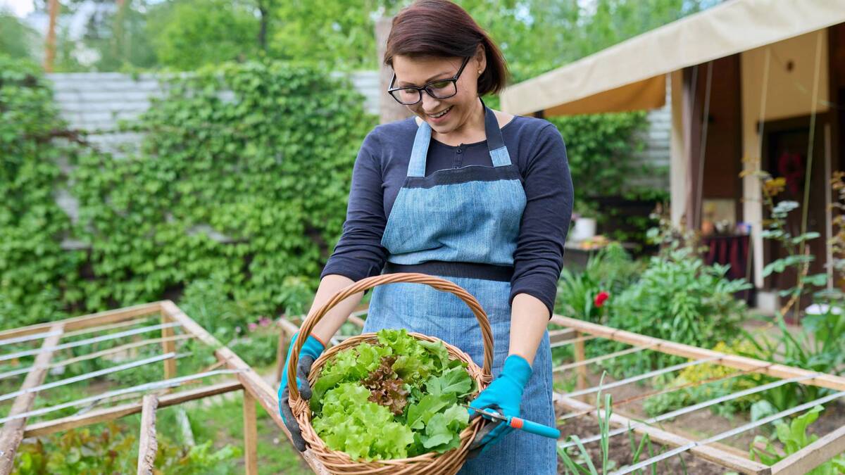 Листовой салат больше не уйдет в стрелку: все лето будете наслаждаться свежей зеленью