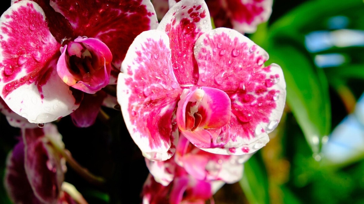 Любит влагу, но не настолько: эта ошибка в уходе погубит орхидею