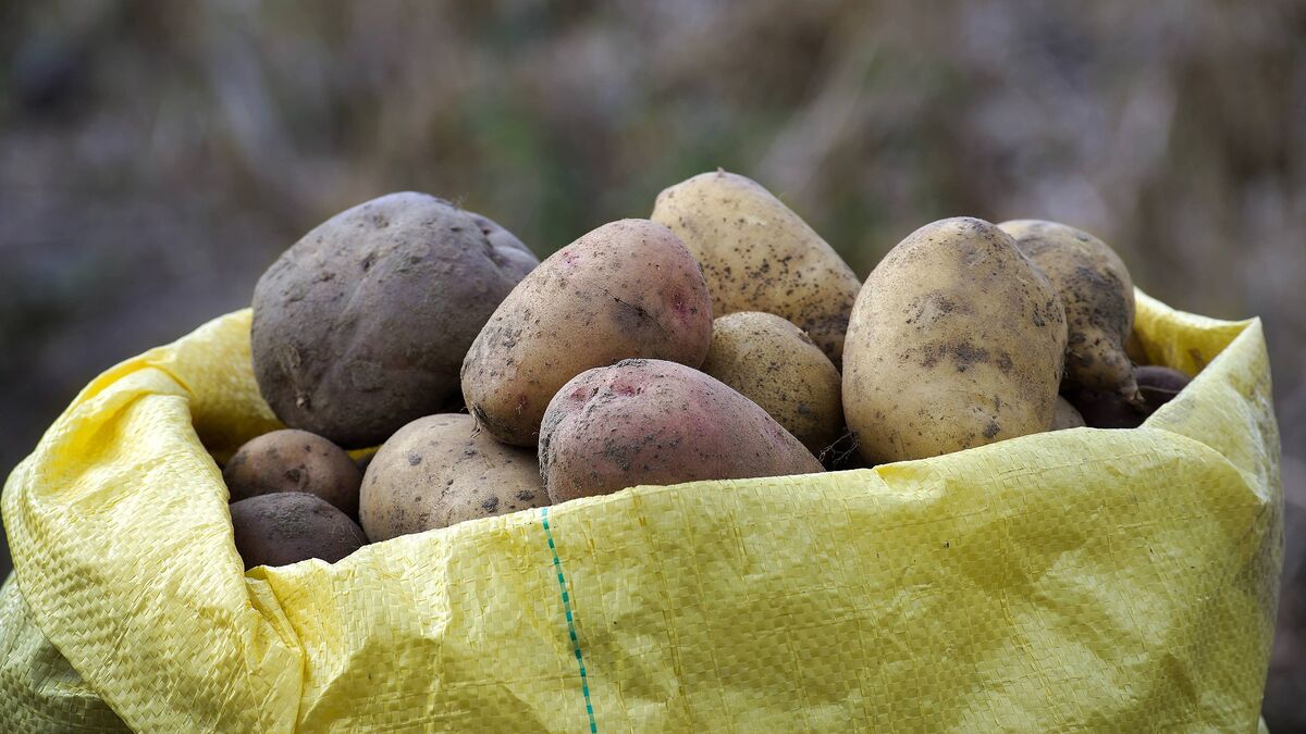 Хранить картофель дома нужно правильно: ничего не сгниет и не прорастет