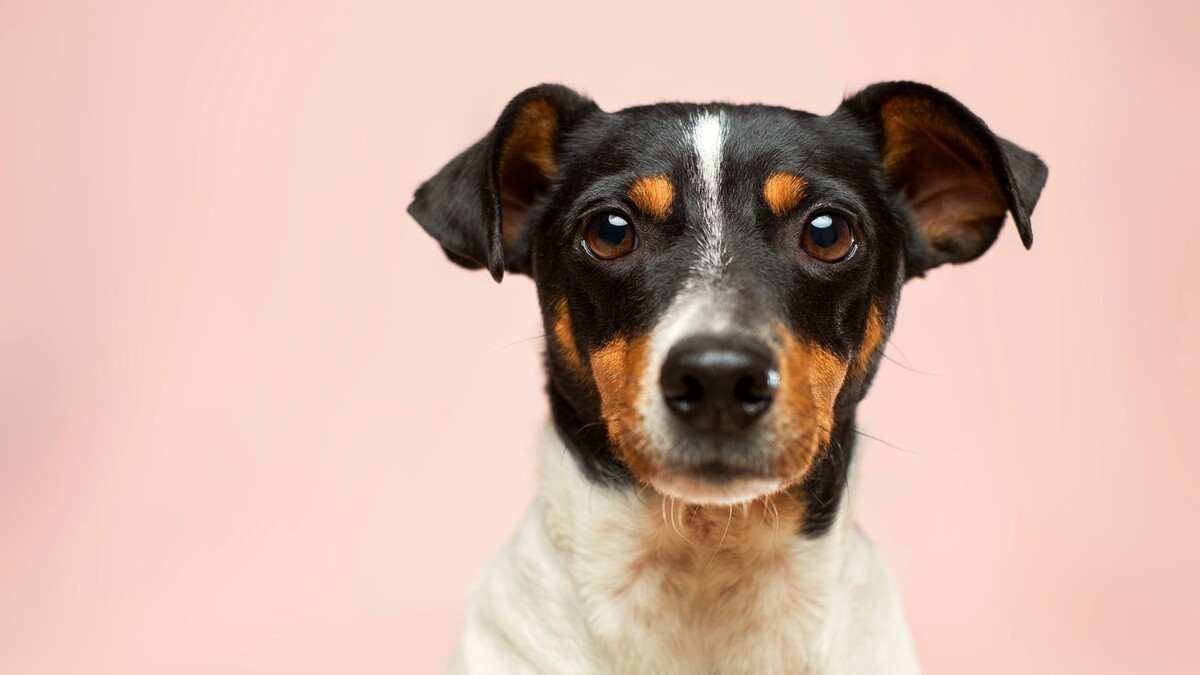 Приводит к деформации носа и храпу: у самцов собак все чаще выявляют рак