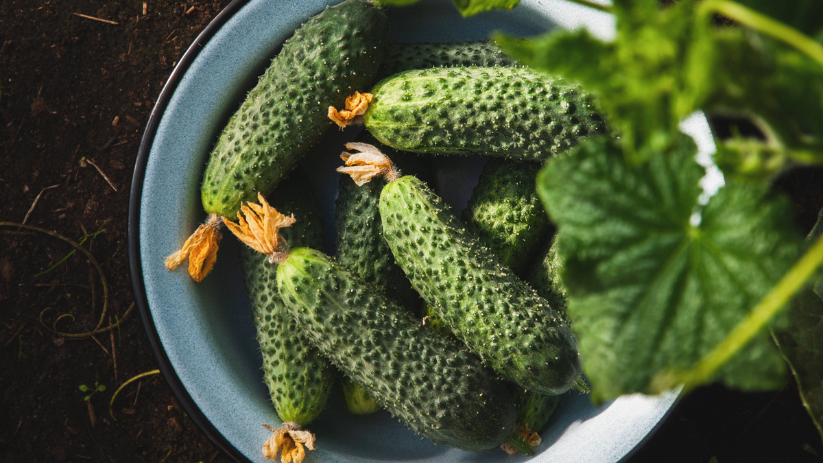 Опытные садоводы обходят стороной эти сорта огурцов: от их горечи переплюетесь 
