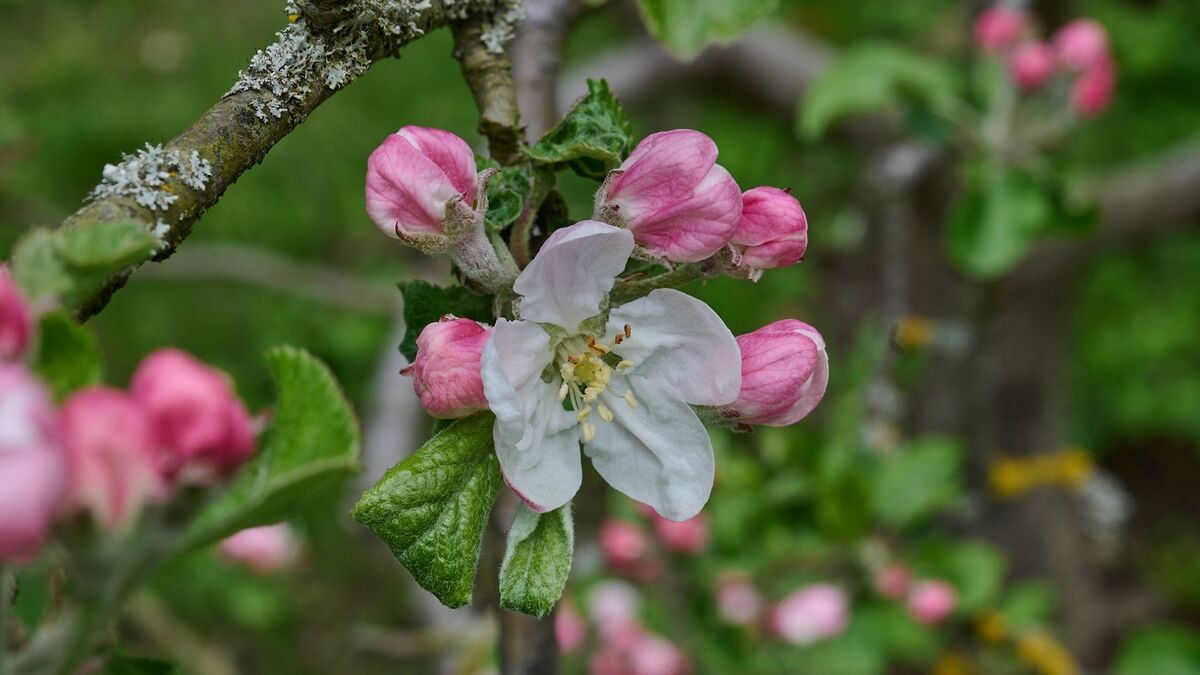 Вот что опытные садоводы делают с яблоней, давшей осенью цвет: без этого не обойтись