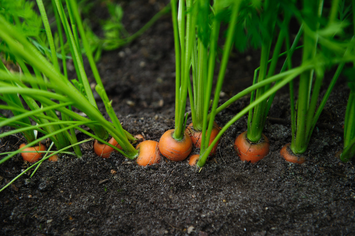 Семена моркови больше не придется покупать: есть простой способ их вырастить 