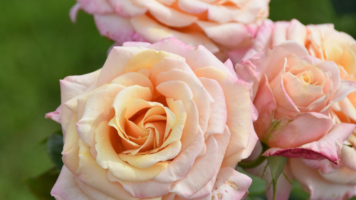 Розы не испугаются даже сильных морозов: секрет в двух процедурах