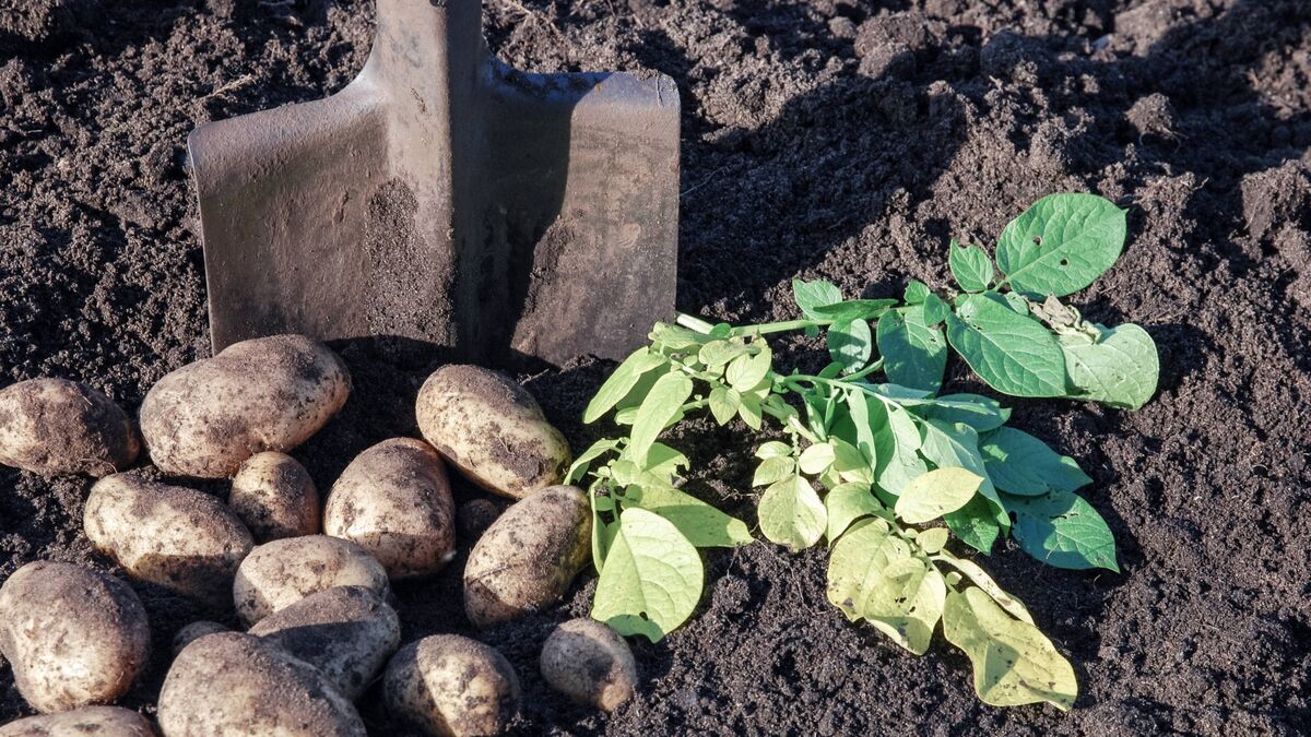 Не вздумайте копать картошку в эти дни сентября: все клубни будут водянистыми 