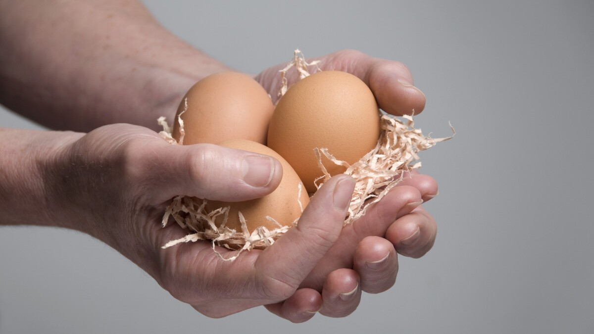 Вы всю жизнь выбирали яйца неправильно: вот какие полезнее всего