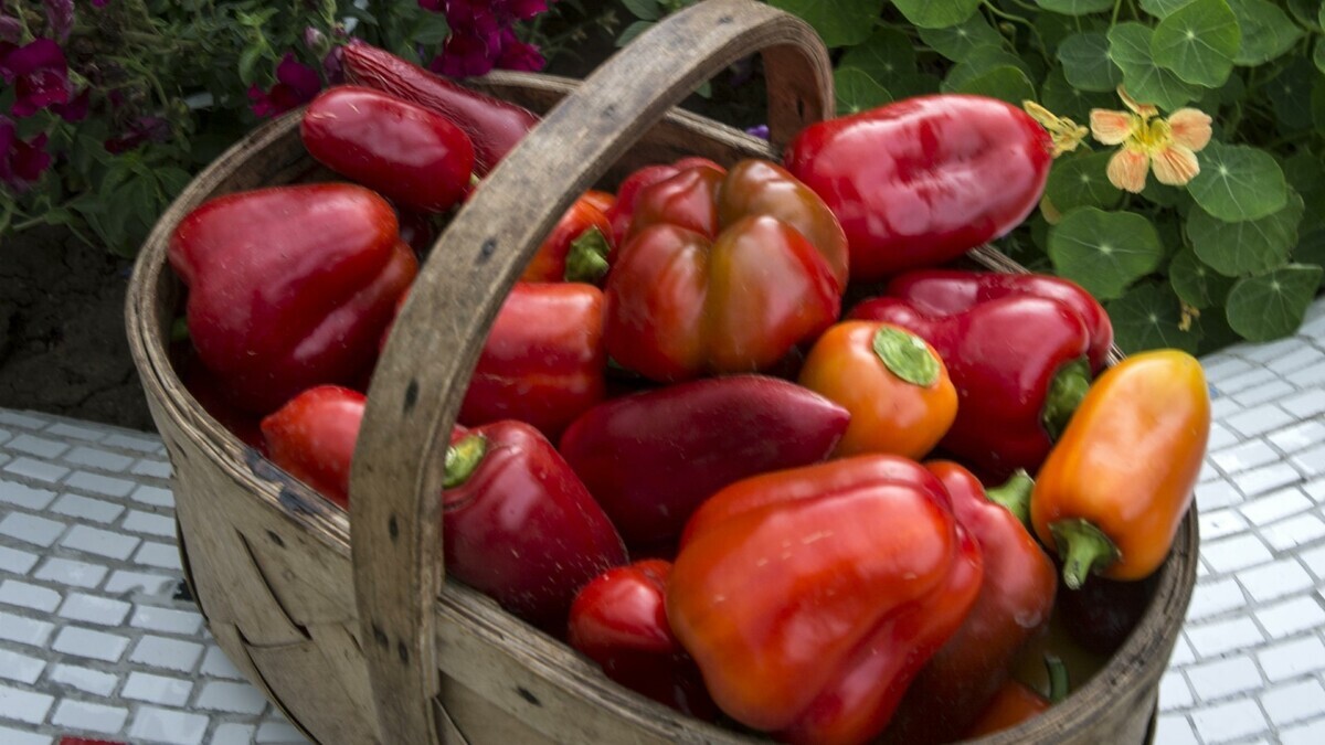 Урожай некуда девать: огородники не зря обожают этот сорт болгарского перца