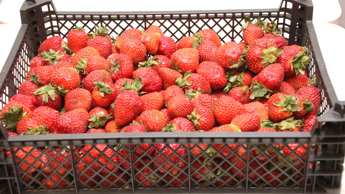 Могут ли люди с сахарным диабетом позволить себе клубнику? Отвечает ...