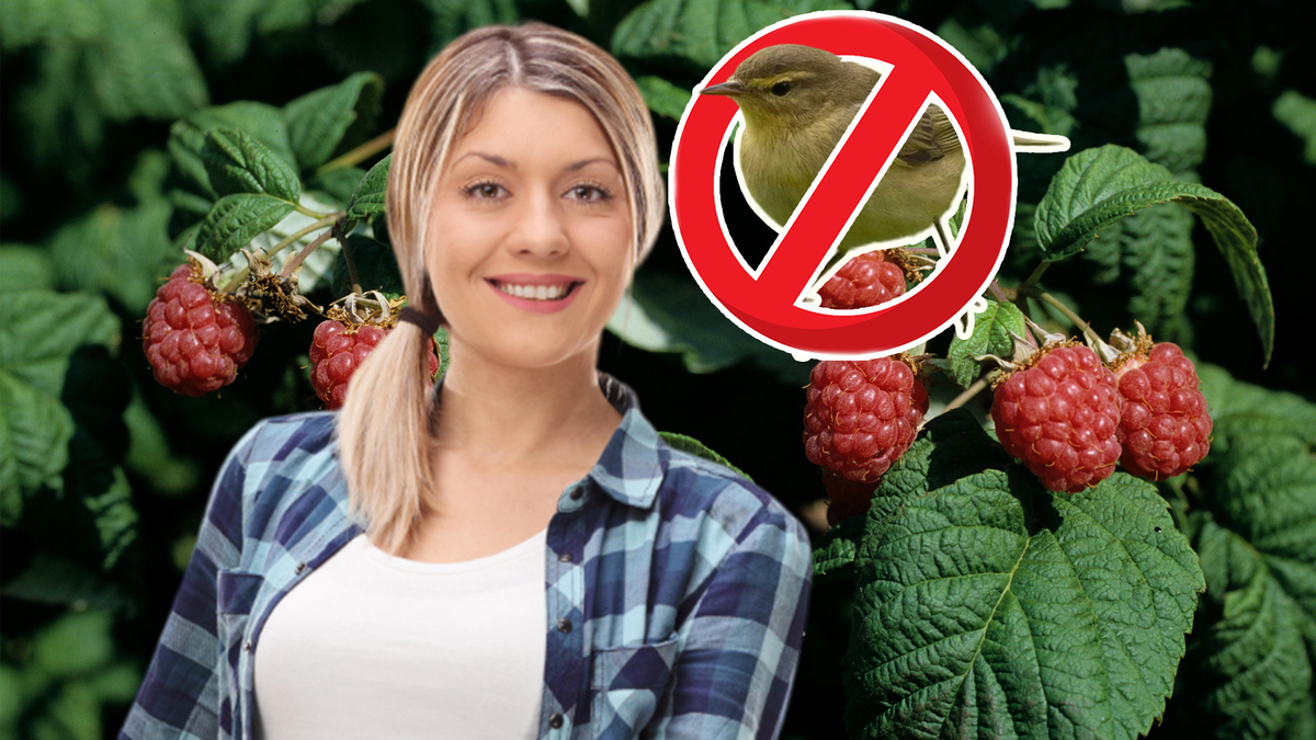 малиной не казалось