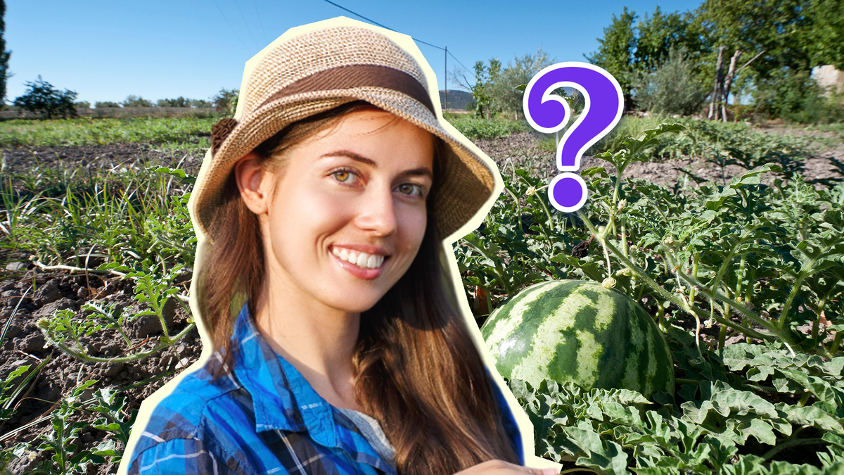 Успейте посадить рядом с арбузами вот что: обе культуры попрут как на ...