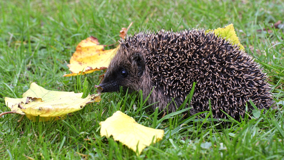 Ёжик в комочке ёжик в комочке. Сильвупле еж. Еж мальчик. Ежик с надписями. Нашли ежа.