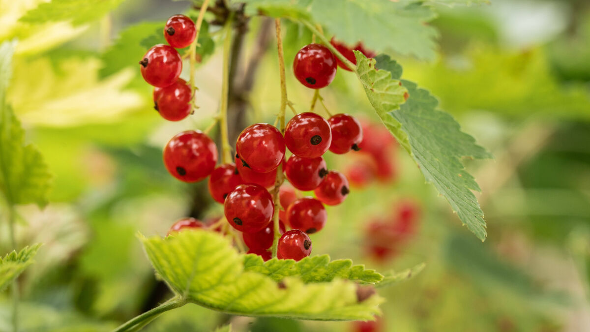Приствольный круг смородины. Ведро смородины. Огневка смородина. Ведро смородины. Смородина чёрная селиченская 2.