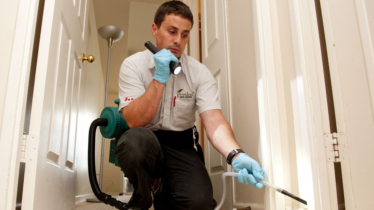 Дезинсектор холодный туман. Вызов дезинфектора. Уборка после дезинсекции. Дезинсекция от клопов в квартире. Methods of deratization.