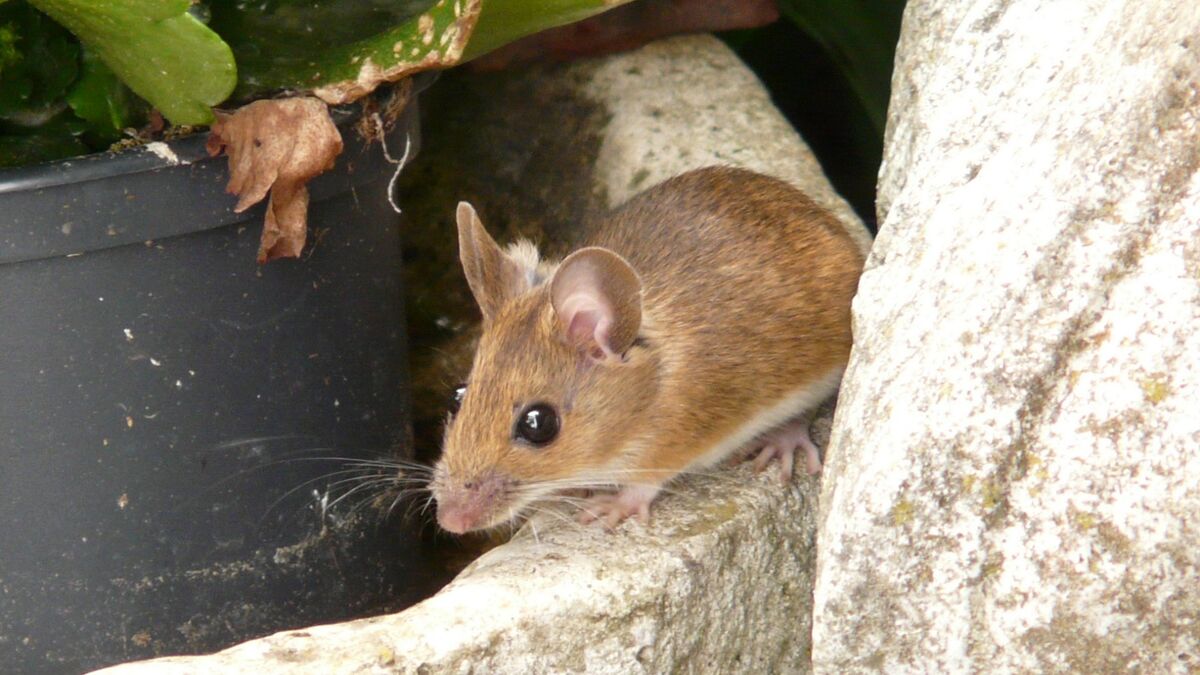 Rat stop.
