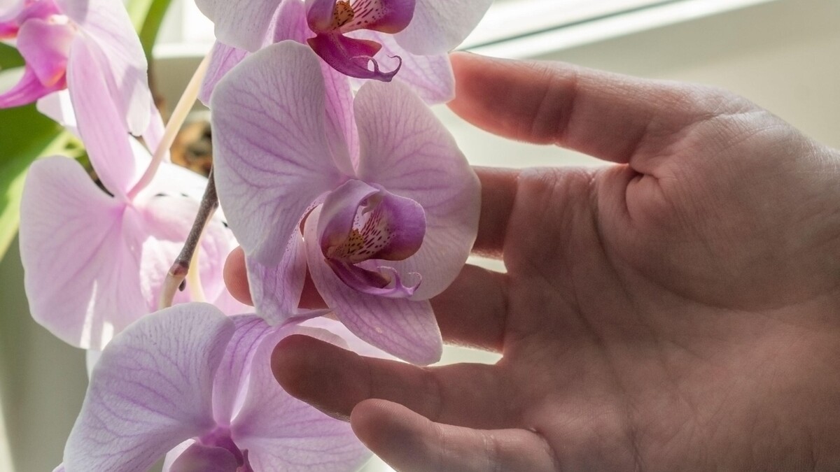 Что нужно для пышного цветения орхидеи?