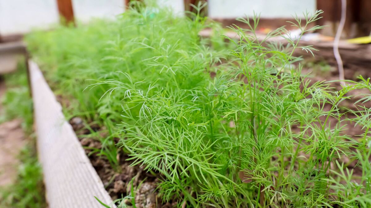 Укроп грибовский. Укроп в открытом грунте. Семена укропа для посадки. Семена укропа посев. Укроп в ландшафте.