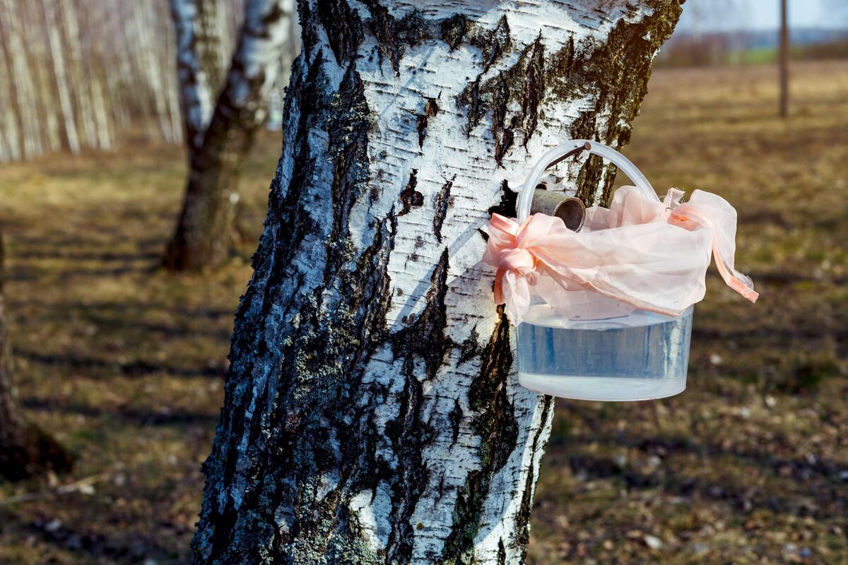 Картина девочка пьет березовый сок. Берёзовый сок когда собирать. Девочка пьющая березовый сок. Как собирают березовый сок с дерева.