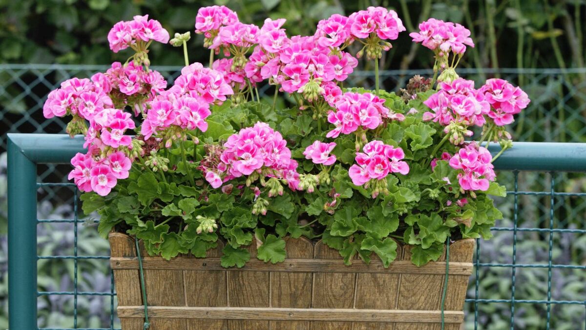 пеларгония византия. пеларгония распберри айс. прищипка пеларгонии. как заставить герань. калачики цветы комнатные цветение.