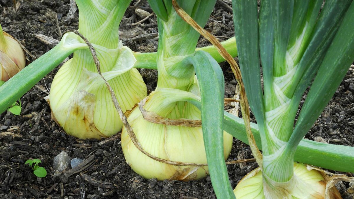 Такой лук не пролежит и недели: при уборке урожая обращайте внимание ...