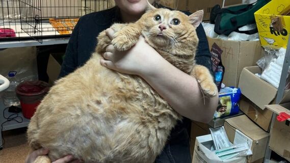 Наконец-то может ходить: кот Крошик, весящий 17 кг, делает большие успехи в похудении 