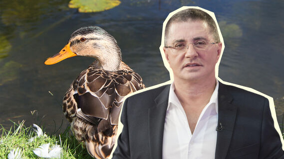 Мясников рассказал о заболеваниях птиц