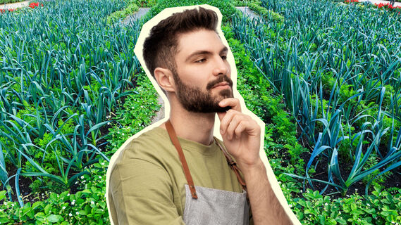 С чем рядом сажать чеснок
