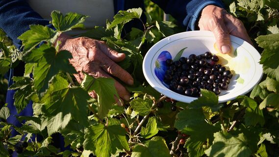 Чем подкормить куст смородины