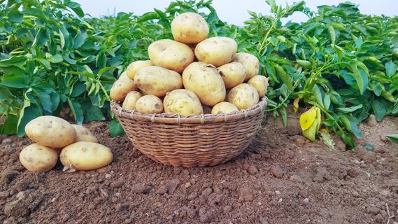 Приметы для посадки картофеля
