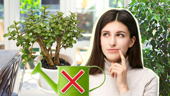 Как нельзя подкармливать суккуленты