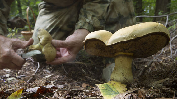 Лес, грибы