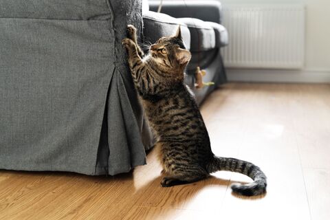 Мебель останется новой, а кота больше не придется наказывать 