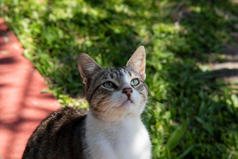 Коты любят поездки на дачу не меньше хозяев