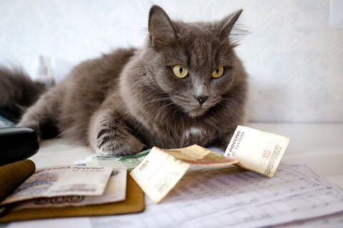 Кот, стол, квитанции, ЖКХ, деньги