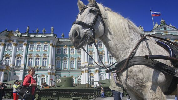 В Парголово случилось жуткое ДТП: поезд насмерть задавил лошадей