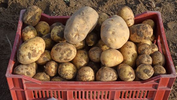 Что делать, если картошка после хранения стала слаще фруктов: вкус овоща можно исправить