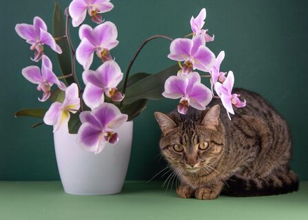 Котик будет обходить цветы стороной 