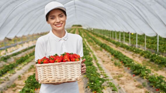 Какие сорта клубники можно сажать на участке